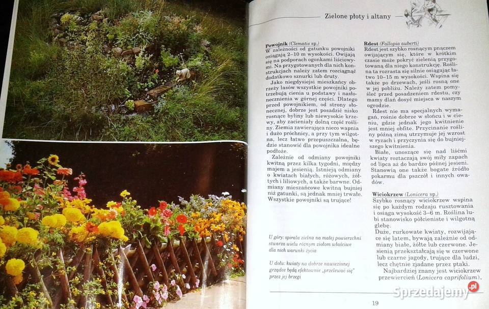 Pomysłowe urządzanie ogrodu Susanne i Sabine miękka sprzedam