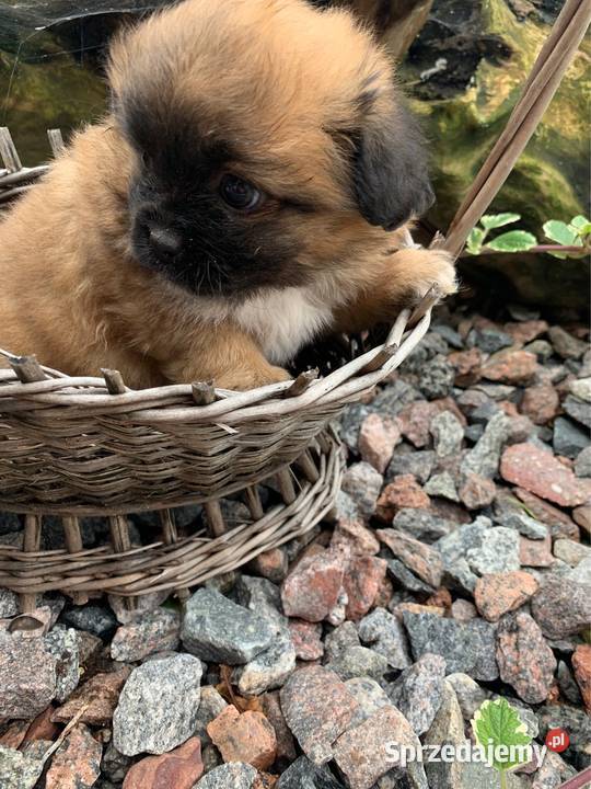 Śliczna hybryda shih tzu sunia sprzedam