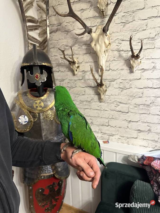 Lora wielkaBarwnica zwyczajnaEclectus roratus Ptaki Pszczyna