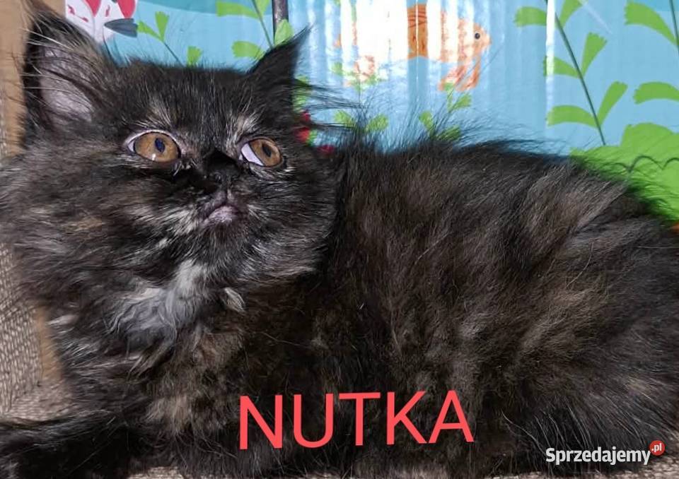 Kociaki perskie Chełm sprzedam
