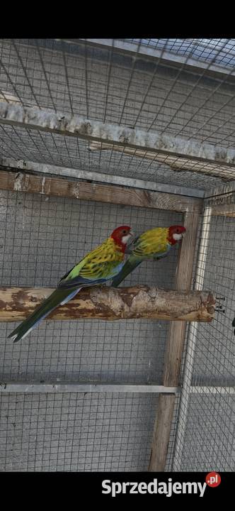 Rozelle białolice śląskie Sośnicowice