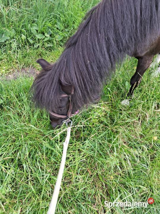 13letnia klacz kuca szetlandzkiego z wielkopolskie Oborniki sprzedam