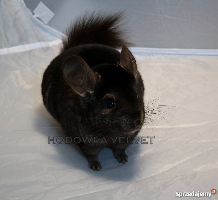 Szynszyl Szynszyla Samiec Dark Ebony Czarny Perzyce