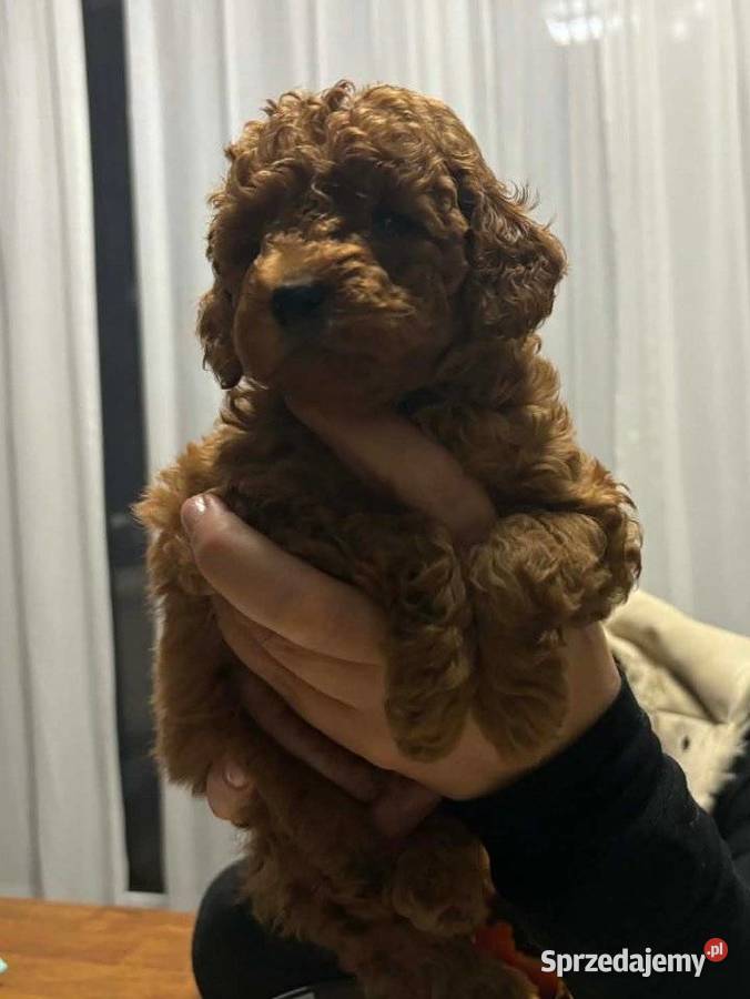 Pudel miniaturowy red rezerwacja Pozostałe Zgierz