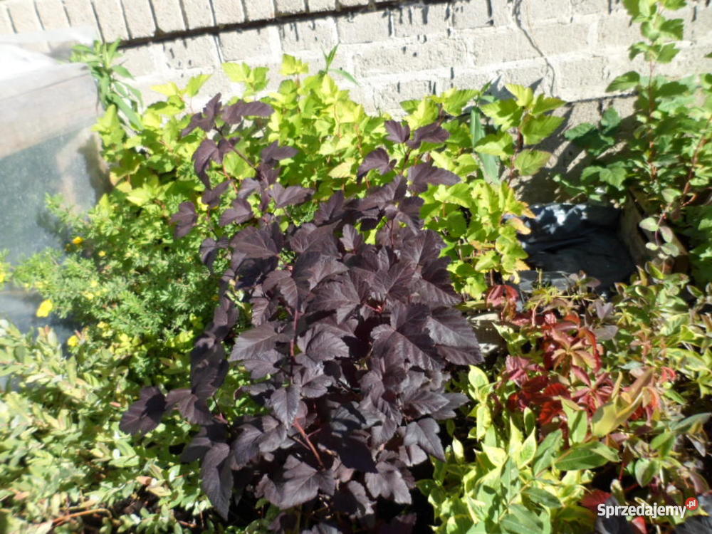 Krzewy ozdobne iglaki Mszczonów