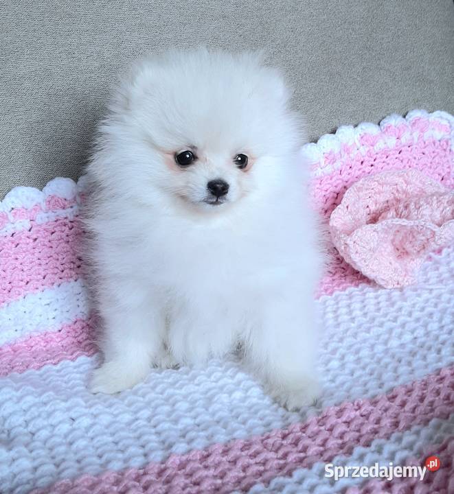 Piekna suczka szpic miniaturowy pomeranian Pabianice sprzedam