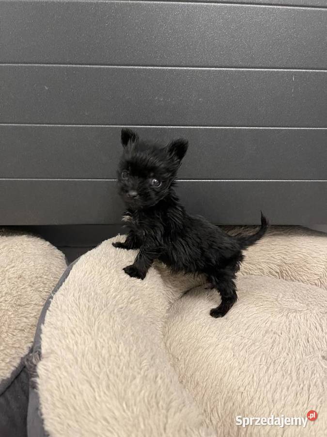 YorkShire Terrier suczka uroda lialeczki Gorzów Wielkopolski