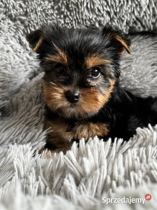 Dziewczynka Yorkshire Terrier Wyprawka Chip