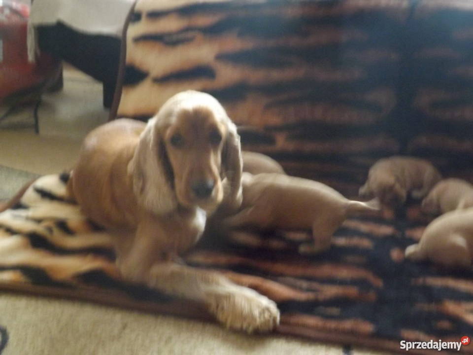 sprzedam spaniela Płońsk