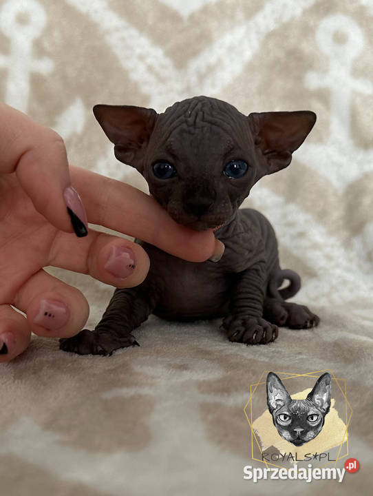 Coco sfinks kanadyjski czarna kotka Sfinks Częstochowa