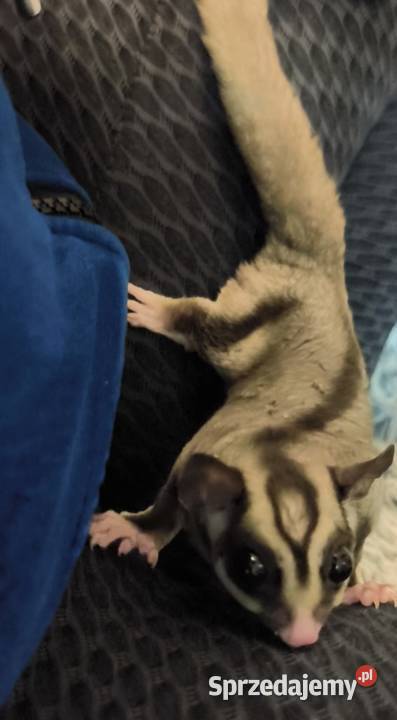 Lotopałanka karłowata Gryzonie Zamarski