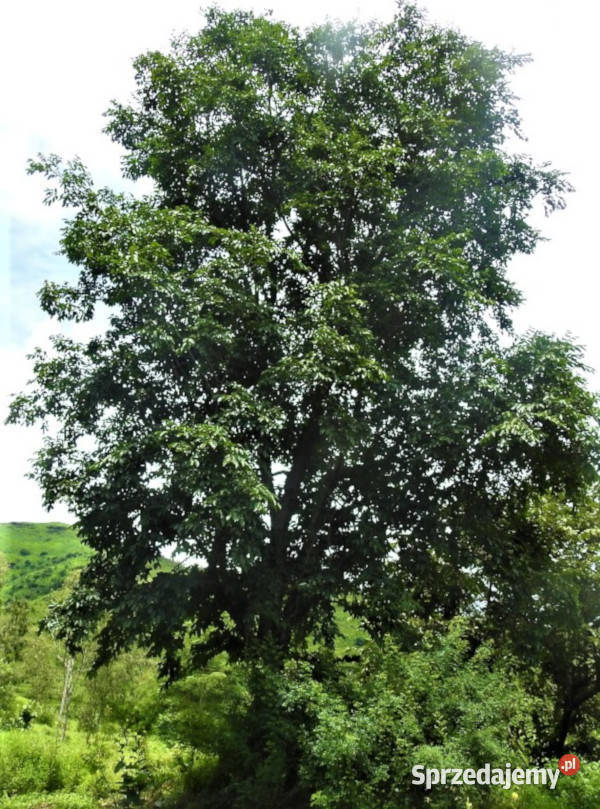 WIĄZ INDYJSKI  Holoptelea integrifolia NASIONA Lubanie