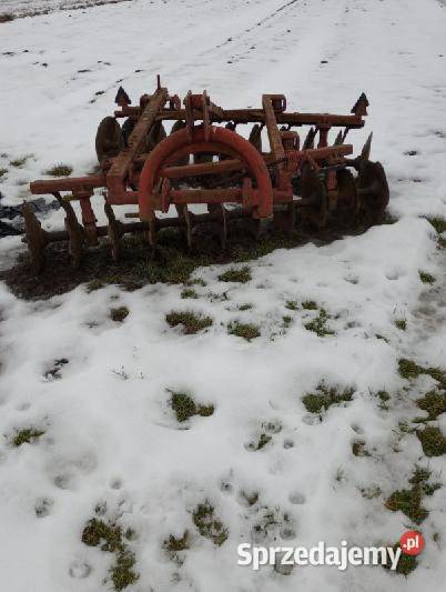 Taledzówka Pozostałe Kock