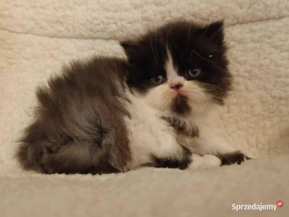 Koty perskie pers persy perski podkarpackie