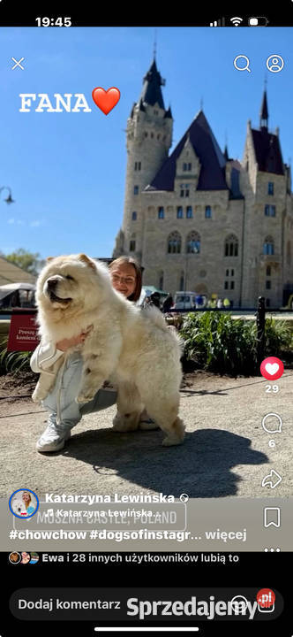 CHOW CHOW szczenięta kremowe Łódź