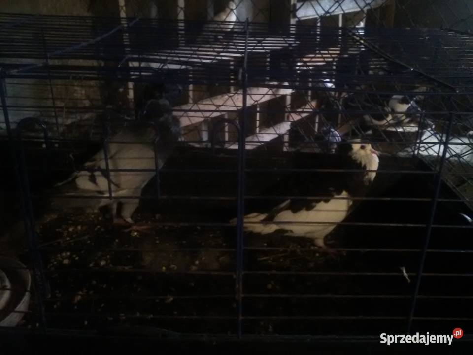 Gołębie 25 magane i inne Pińczów