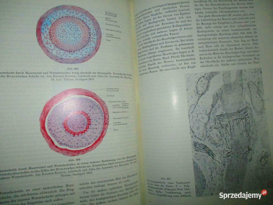Histologie und mikroskopische Anatomiehistologia Łódź