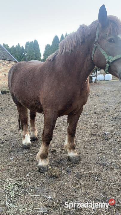 Klacz zrebna Waniewo