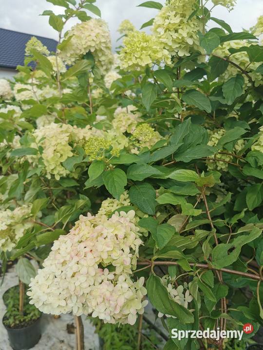 Hortensja bukietowa na pniu Liściaste Chrzanowo-Bronisze