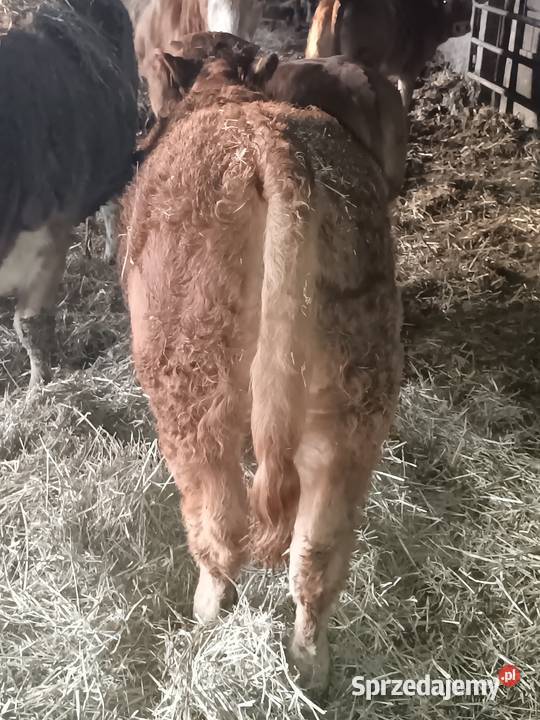 Byczek odsadek lubelskie Zaświatycze sprzedam