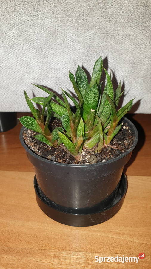 Gasteria sukulent roślina rosnąca Warszawa