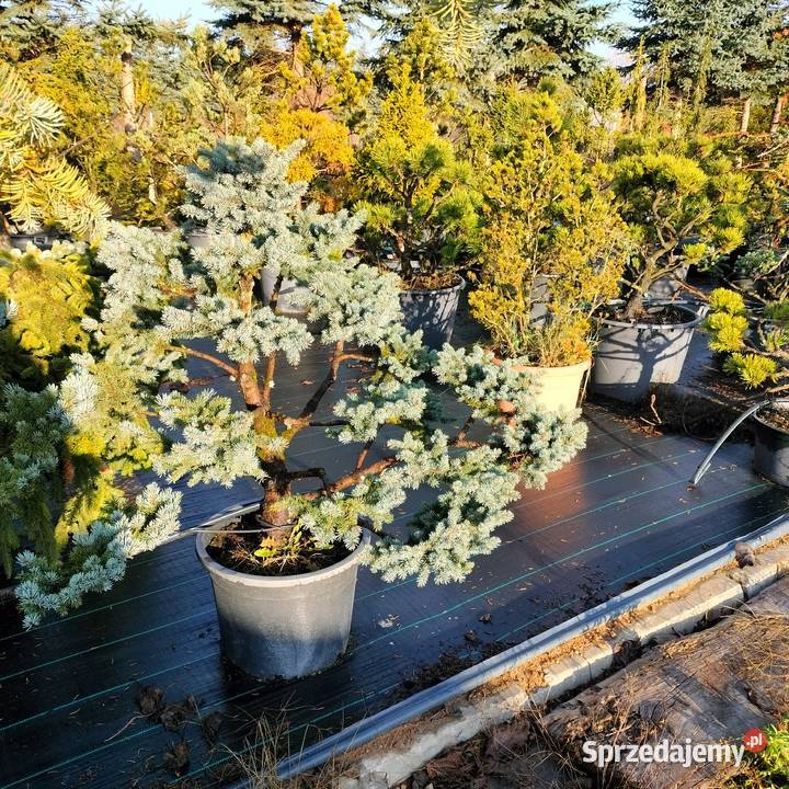 Bonsai jałowiec sosna świerk jodła Jelitów