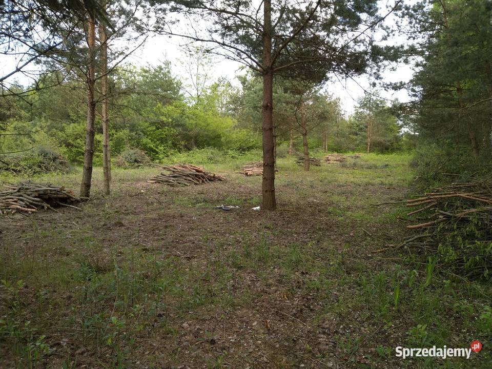 Działka budowlanorolna 55arów WZ Kurzyna Średnia sprzedam
