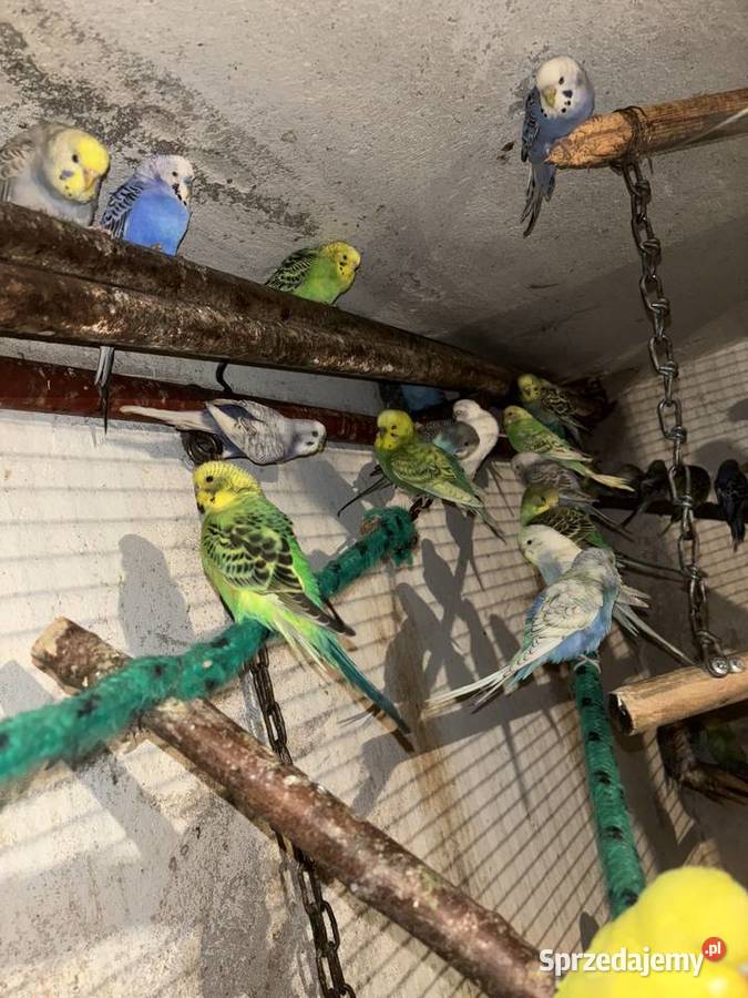 Papugi faliste młode i pary lęgowe zwykłe i