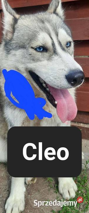 Syberiany husky Husky Reda sprzedam