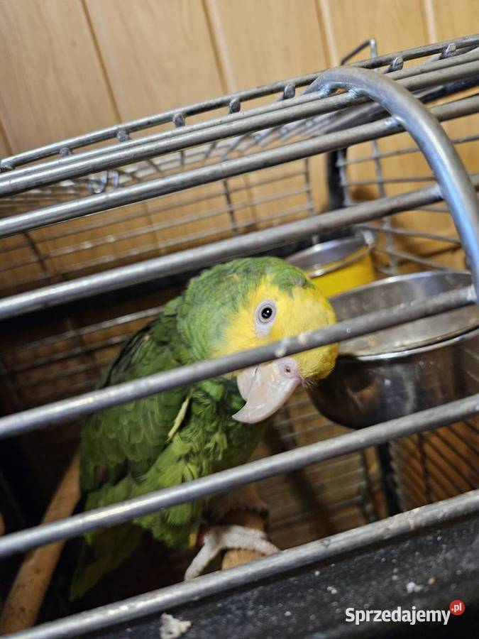 Amazonka żołtogardła Wodzisław Śląski sprzedam