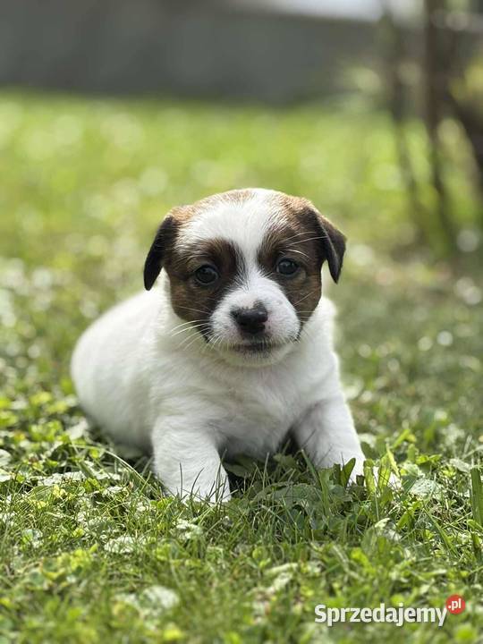 Szczenięta ZKwP FCI Jack Russell Terrier podkarpackie Osobnica