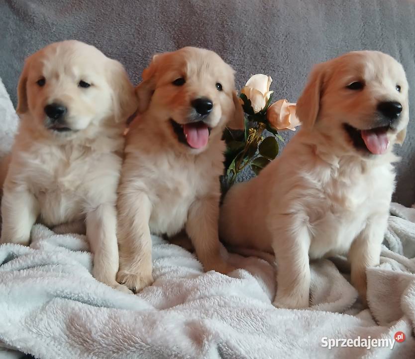 Golden Retriever z rodowodem