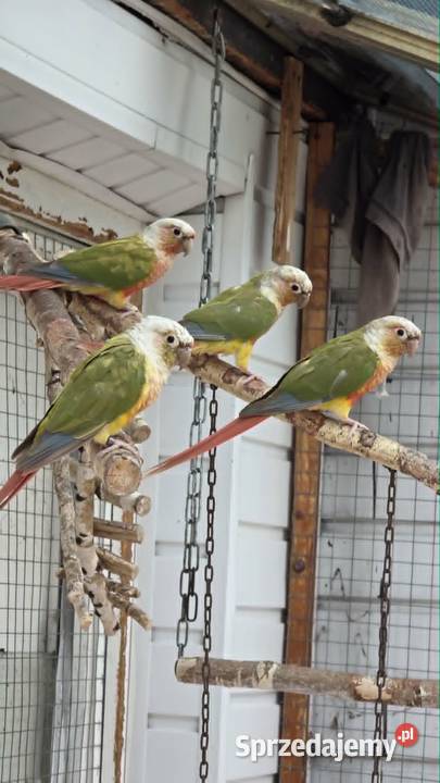 Rudosterki Pineaple RED FACE Oświęcim