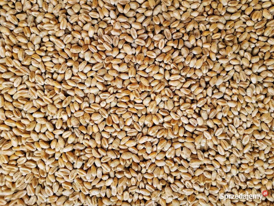 pszenica jara lubelskie Biszcza