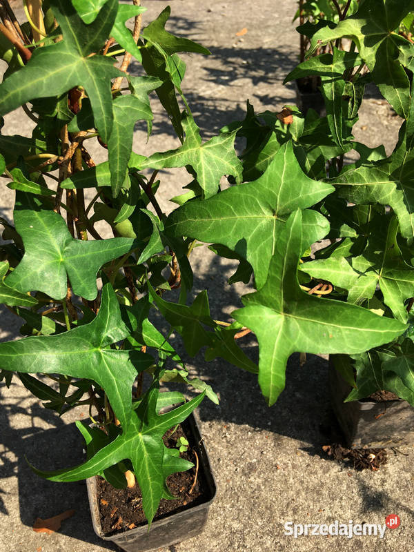 Bluszcz Sagittifolia 17 na ściankę dom ogród małopolskie Kraków