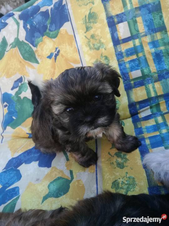 Szczeniaki mieszaniec shih tzu i york wielkopolskie Słupca