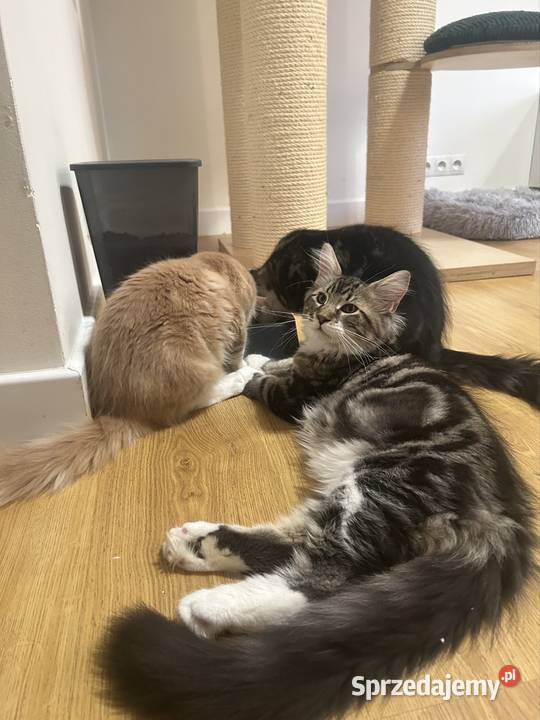 Kociaków Maine Coon Różne kolory Warszawa