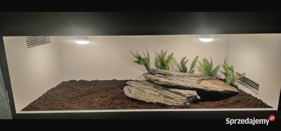 Terrarium pustynne gekona lamparciego żółwia Suwałki sprzedam