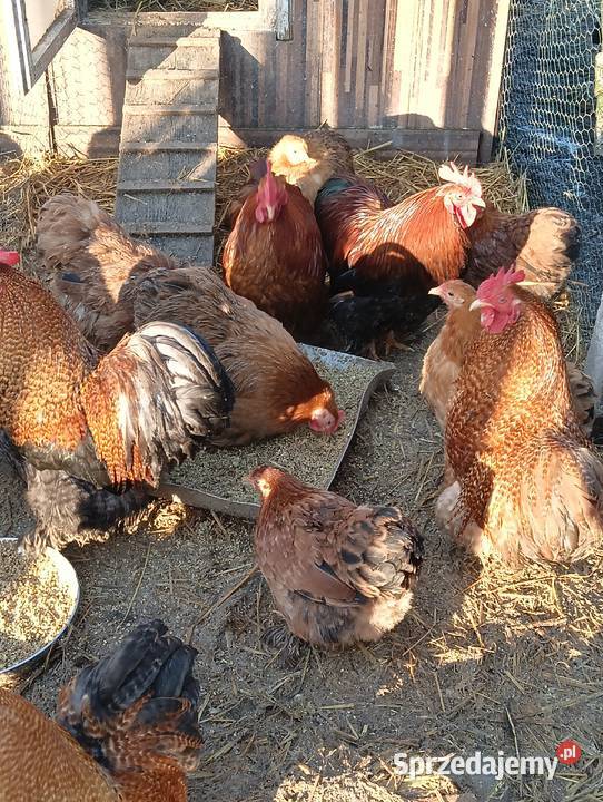 Sprzedam Kochinki miniatura i Silki Bartoszyce