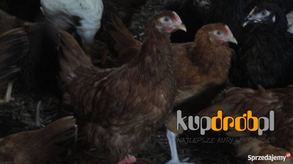 KURY Nioski ROSA 14 i 12 tyg Piękne Uczciwy wiek Żuromin