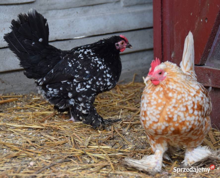 Jaja lęgowe karzełki łapciate Łochów