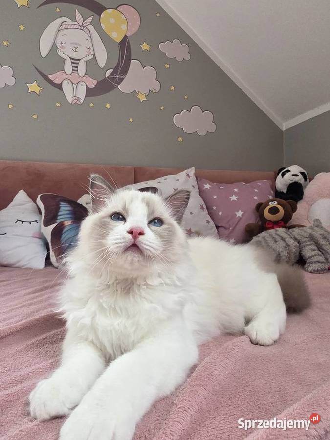 słodki kocurek kotek Latte FPL FiFE juz gotowy Uścikowo