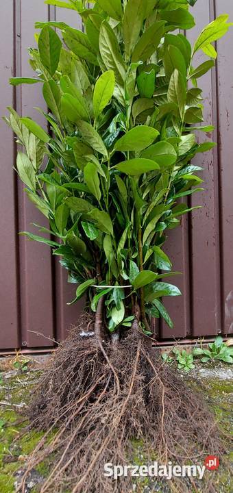 Laurowiśnia Novita zielony żywopłot 80100 Liściaste Kielce