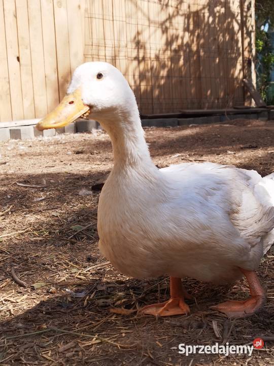 Sprzedam kaczkę kaczora