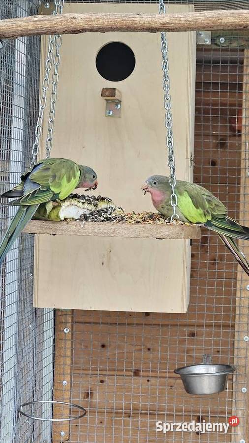 Sprzedam papuge księżniczkę walii samiec 24r Poznań