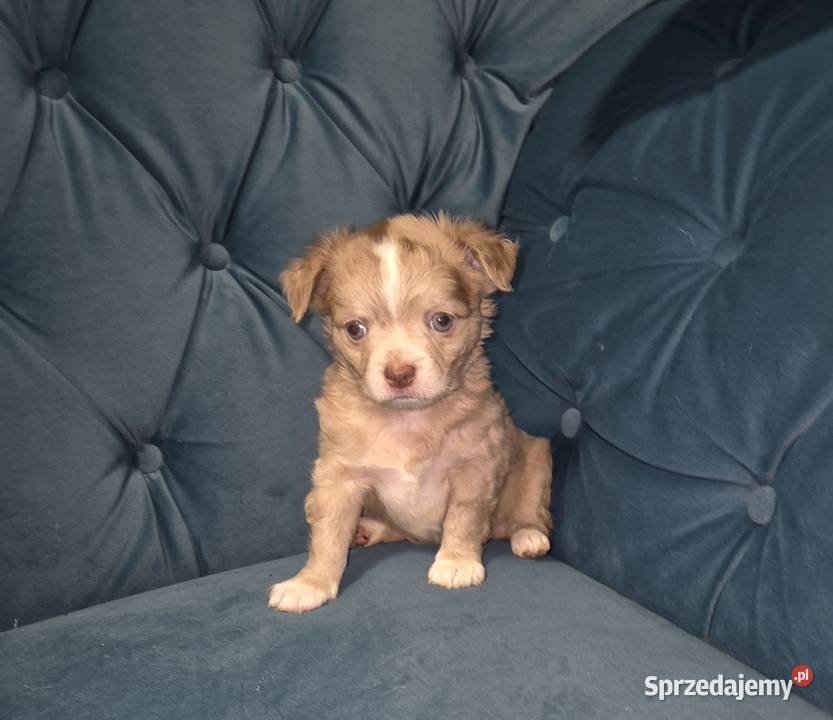 Chihuahua długowłosy piesek o wyjątkowym Wrocław sprzedam
