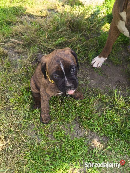 Suczka bokser Łęczna