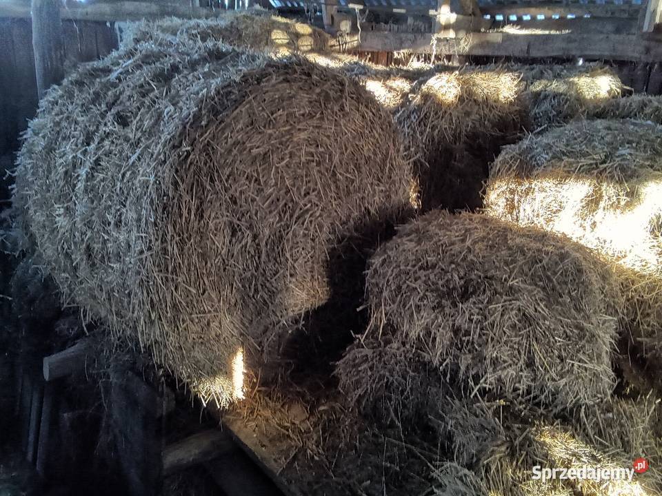 Siano mala kostka Lipno