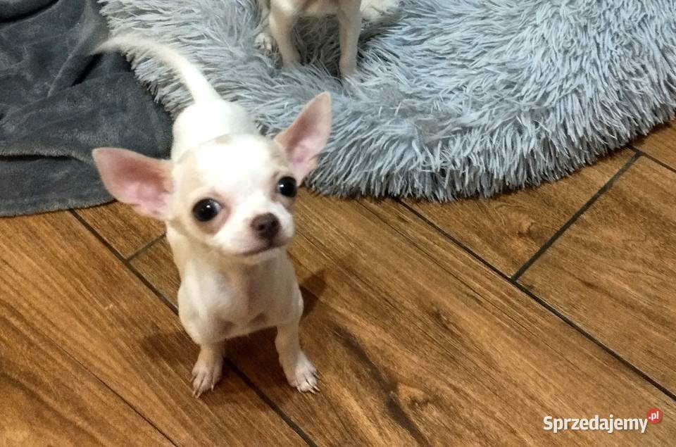 Chihuahua suczka śląskie Czechowice-Dziedzice