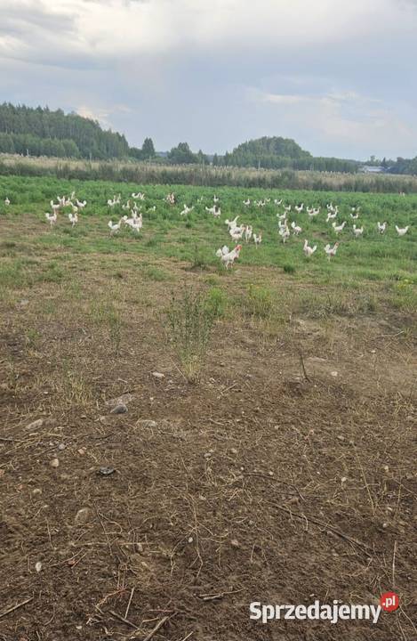 Sprzedam kury nioski sendy Pozostałe Józefów